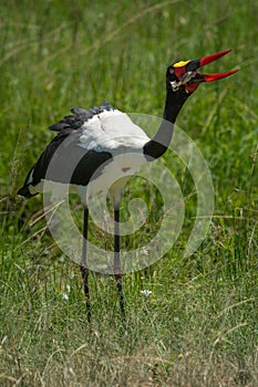 Saddle-billed stork stretches neck to swallow frog