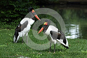 Saddle-billed Storks