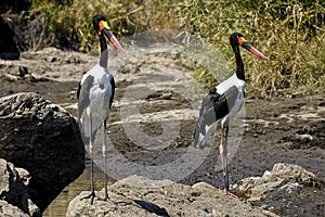 Saddle billed storks photo