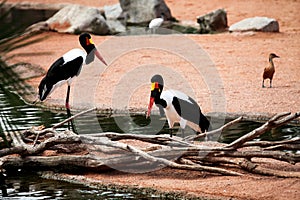 Saddle billed storks birds