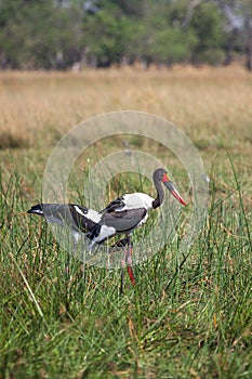 Saddle-billed Storks in Botswana, South Africa