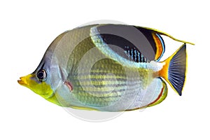 The Saddle Butterflyfish, Chaetodon ephippium, coral fish isolated on white background