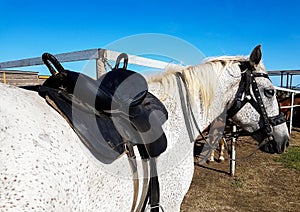 Saddle on a horse back