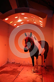 Saddle horse drying in healthy sun solarium after riding