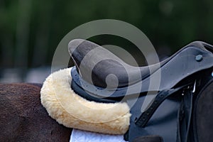 Saddle on horse in equestrian competitions. close-up, foot in the stirrup. dressage or outdoor training