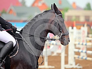 Saddle horse with Hackamore bridle