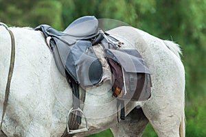 Saddle, horse harness and stirrups on a white mare
