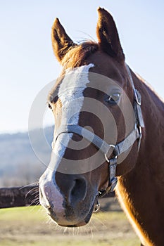 Saddle horse looking over the pen fence