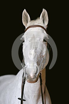 Saddle horse portrait isolated on black background