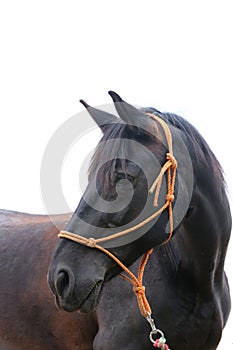 Saddle horse portrait isolated on white background