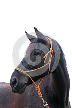 Saddle horse portrait isolated on white background