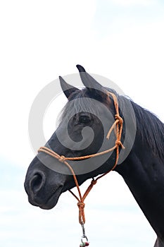 Saddle horse portrait isolated on white background