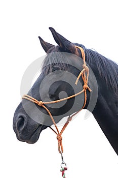 Saddle horse portrait isolated on white background