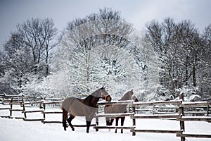Saddle horses looking over corral fence winter rural scene