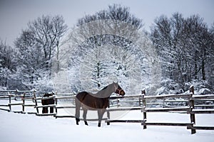 Saddle horses looking over corral fence winter rural scene