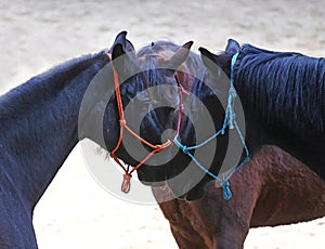 Saddle horses posing for camera in riding hall during training