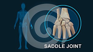 Saddle joint in human hand 3d illustration