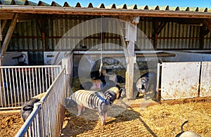 Saddle pig in an open stable. SchwÃ¤bisch HÃ¤llisches Saddleback pig