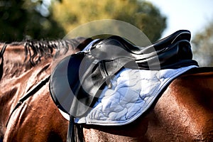 A saddle saddled on the back of a sport horse