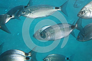 Saddle seabream in the Lanzarote (SUBMARINE SAFARIS SL)