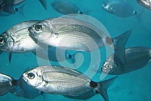 Saddle seabream in the Lanzarote (SUBMARINE SAFARIS SL)