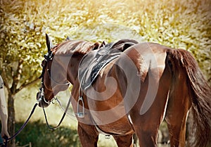 Saddle with stirrups on a back of a horse