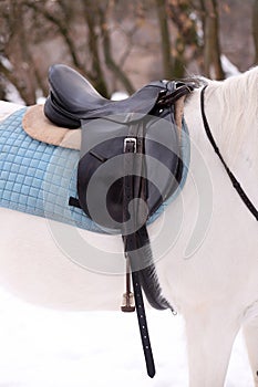 Saddle with straps on white horse. Vertical Orientation