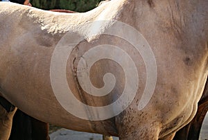 Saddle sweat mark on a buckskin criollo horse after work
