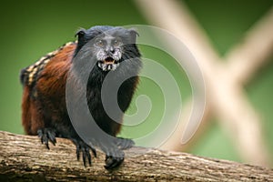 Saddle tamarin monkey portrait in forest