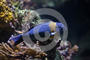 Saddle wrasse Thalassoma duperrey.