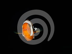 Saddleback Anemonefish