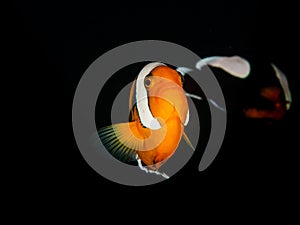 Saddleback Anemonefish