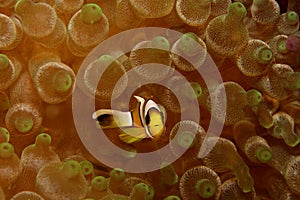 Saddleback anemonefish photo