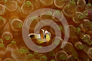 Saddleback anemonefish