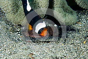 Saddleback Anemonefish Amphiprion polymnus