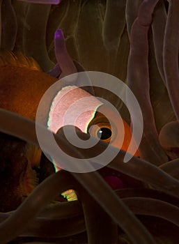 Saddleback anemonefish in anemone
