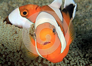 Saddleback Anemonefish in Anemone photo