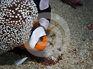 Saddleback Anemonefish with baby