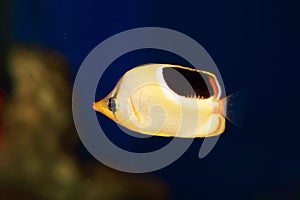 Saddleback Butterflyfish