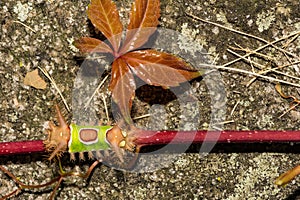 Saddleback Caterpillar