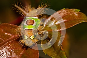 Saddleback Caterpillar