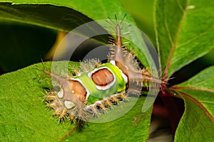 Saddleback Caterpillar