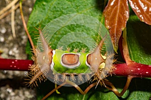 Saddleback Caterpillar