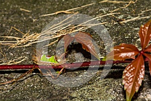 Saddleback Caterpillar