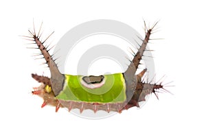 Saddleback caterpillar