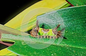 Saddleback caterpillar