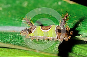 Saddleback caterpillar