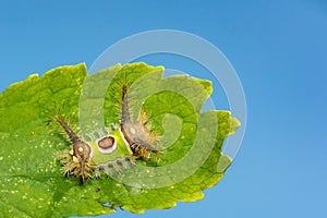 Saddleback Caterpillar Acharia stimulea