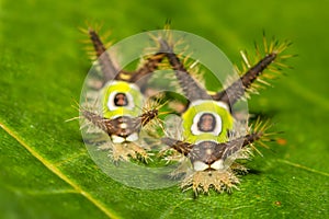 Saddleback Caterpillar Acharia stimulea