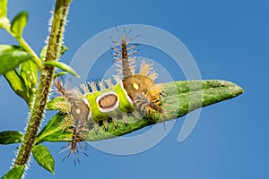 Saddleback Caterpillar Acharia stimulea